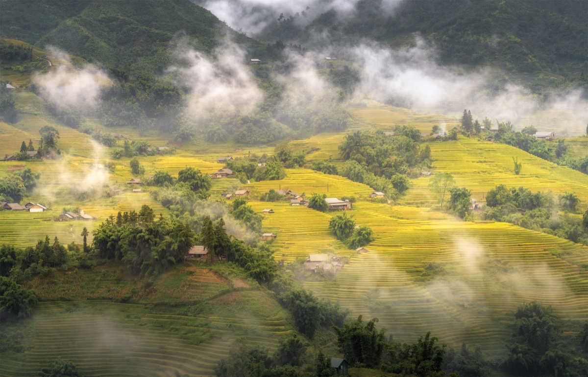 coffee farm terrace rows altitude mountain fog