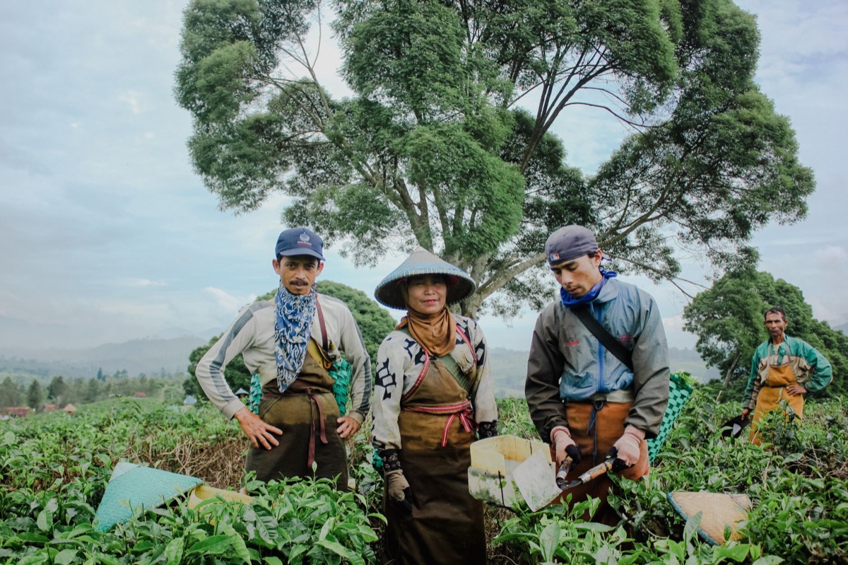 fair trade certified coffee cooperative farmers harvesting