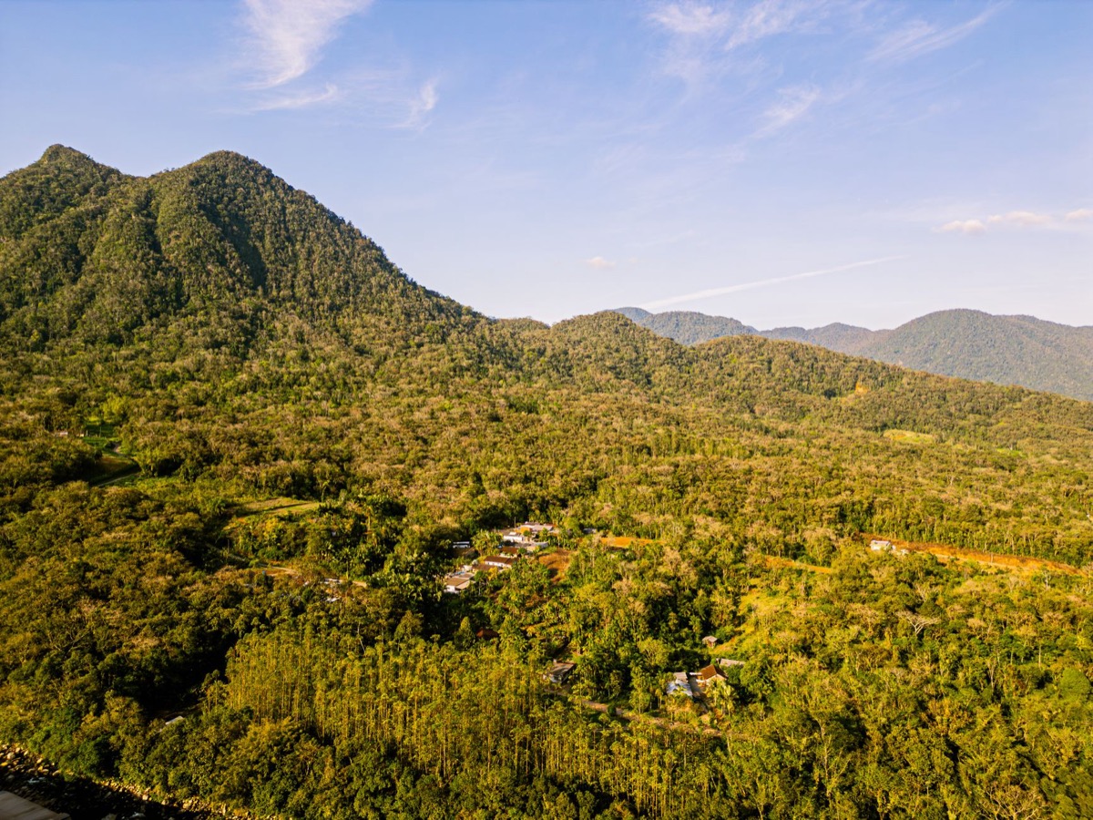 organic coffee shade grown farm mountain altitude canopy