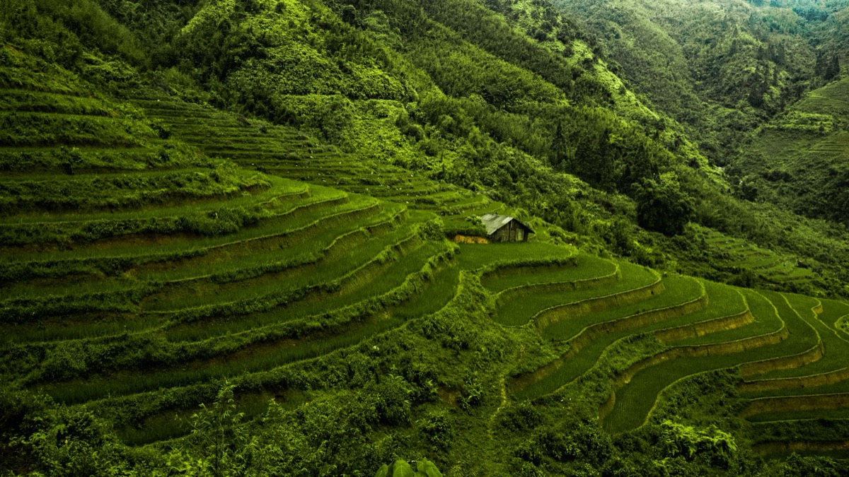 coffee farm mountain terraces jamaica mist