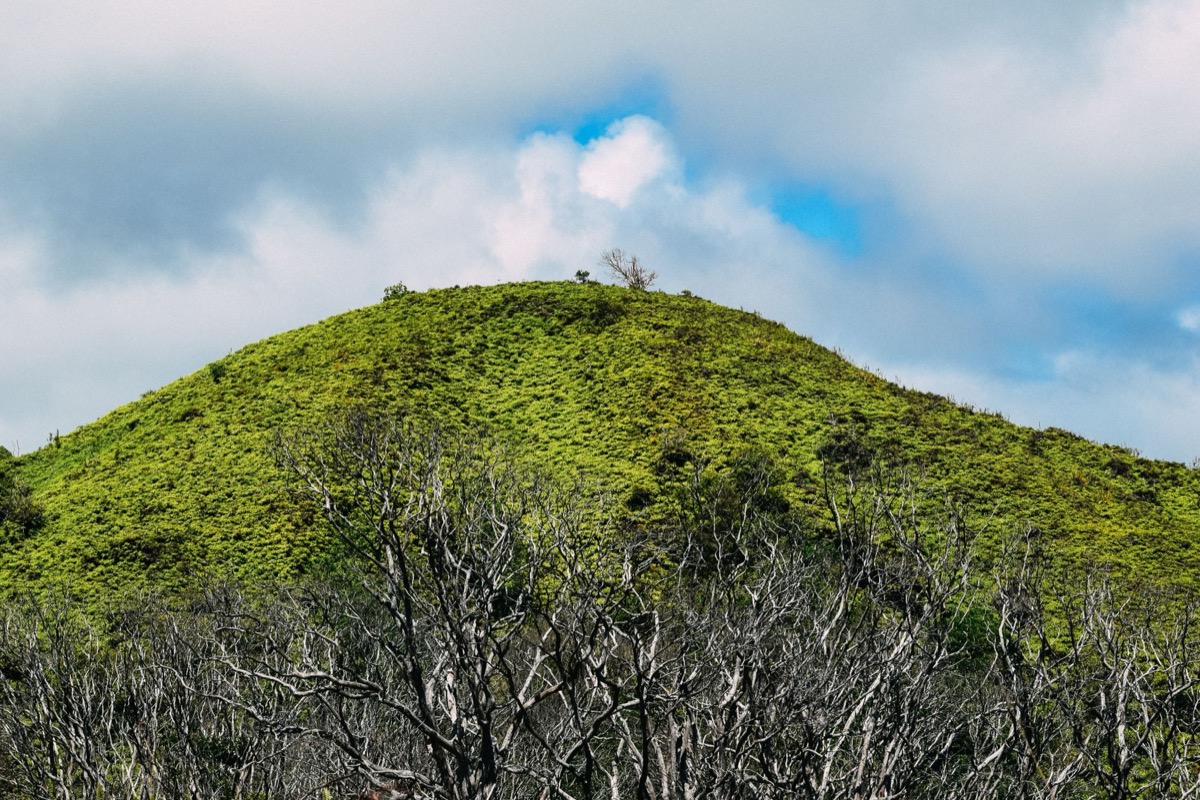 kona coffee farm volcanic slope mauna loa