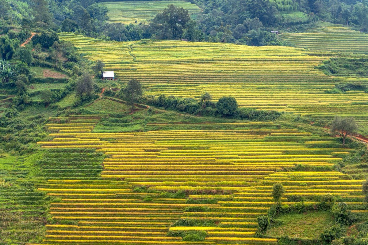 single origin coffee farm terraced hillside harvest