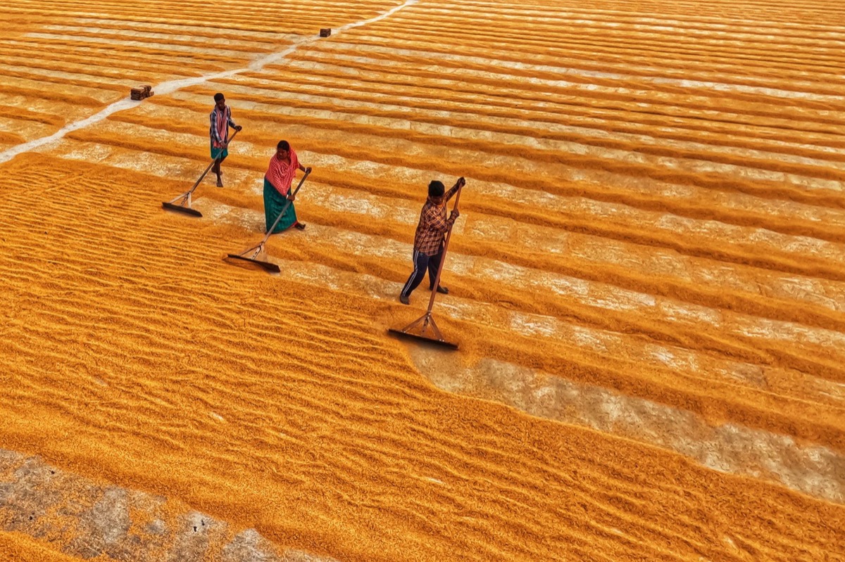 washed natural honey coffee processing drying beds Ethiopia